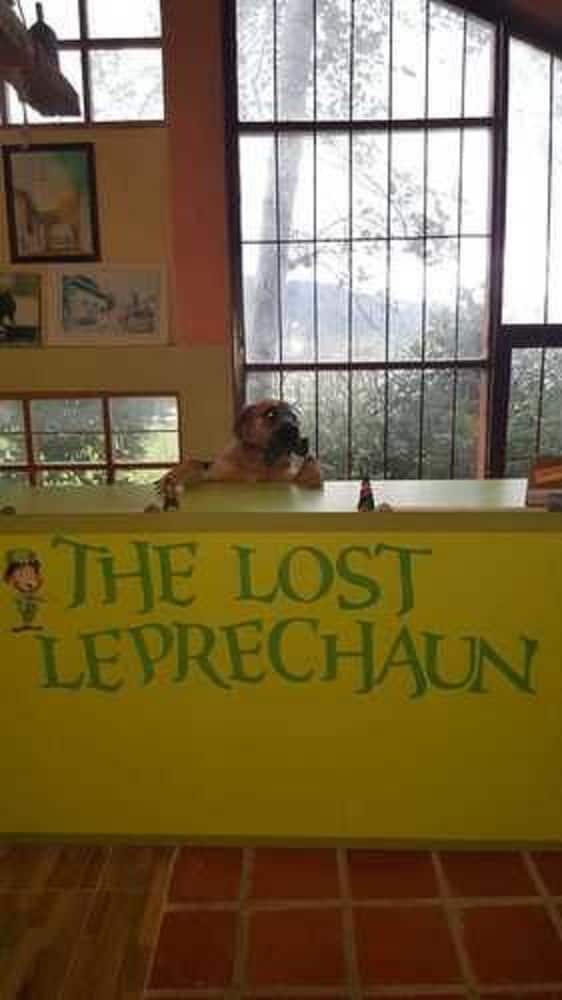 The Lost Leprechaun Ecohostel