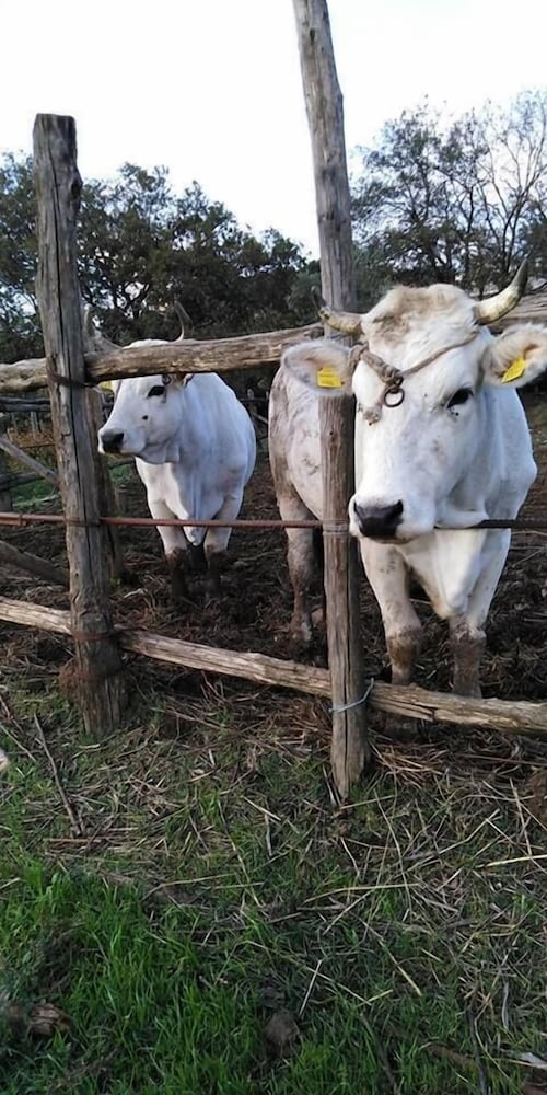 Azienda Agricola Le tore srl view 3