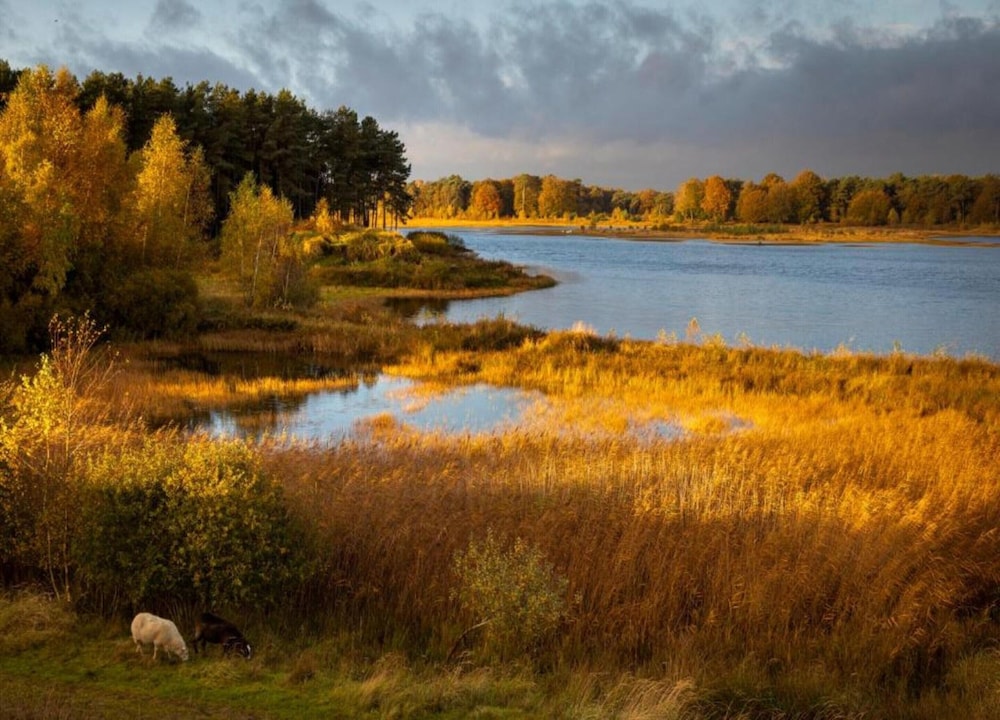 Forest Glamping Near Emmen