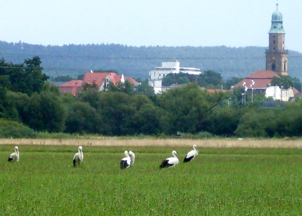 Gäste- und Boardinghaus Klara Birnbaum