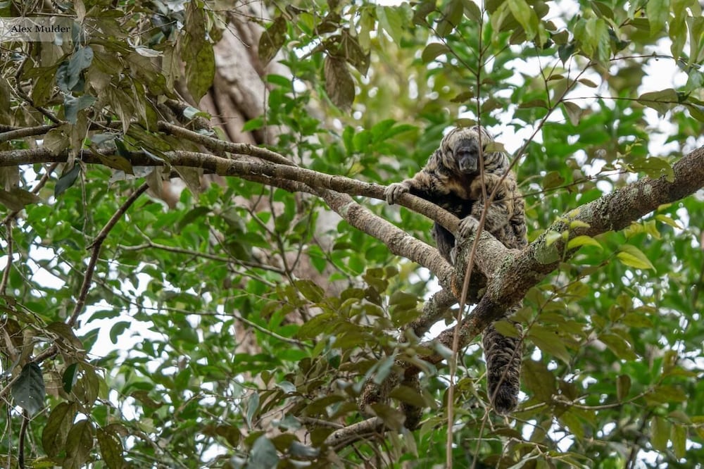 JARDIM DA AMAZONIA LODGE
