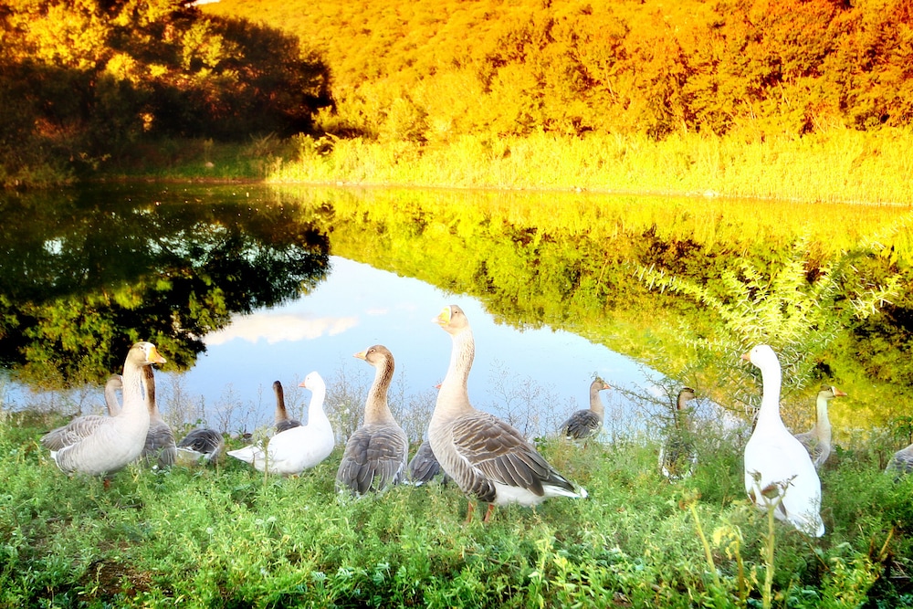 Photo 40