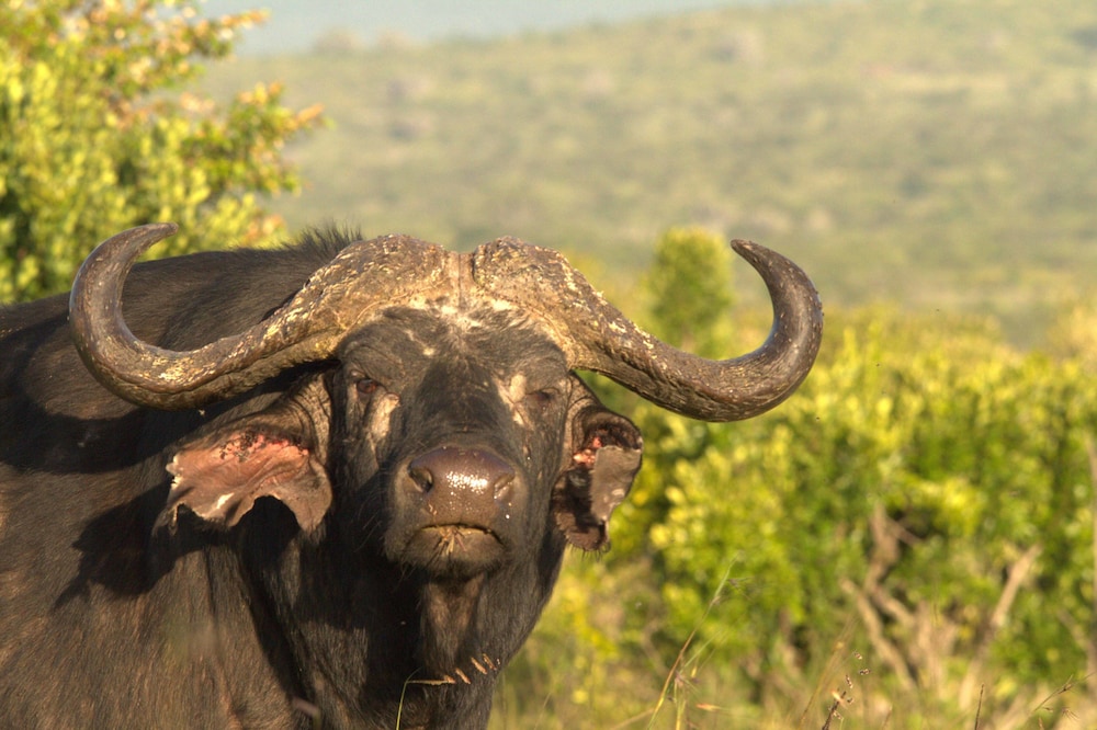 Spirit Of The Masai Mara