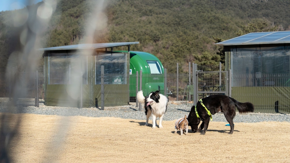 Yangyang Lira Camp