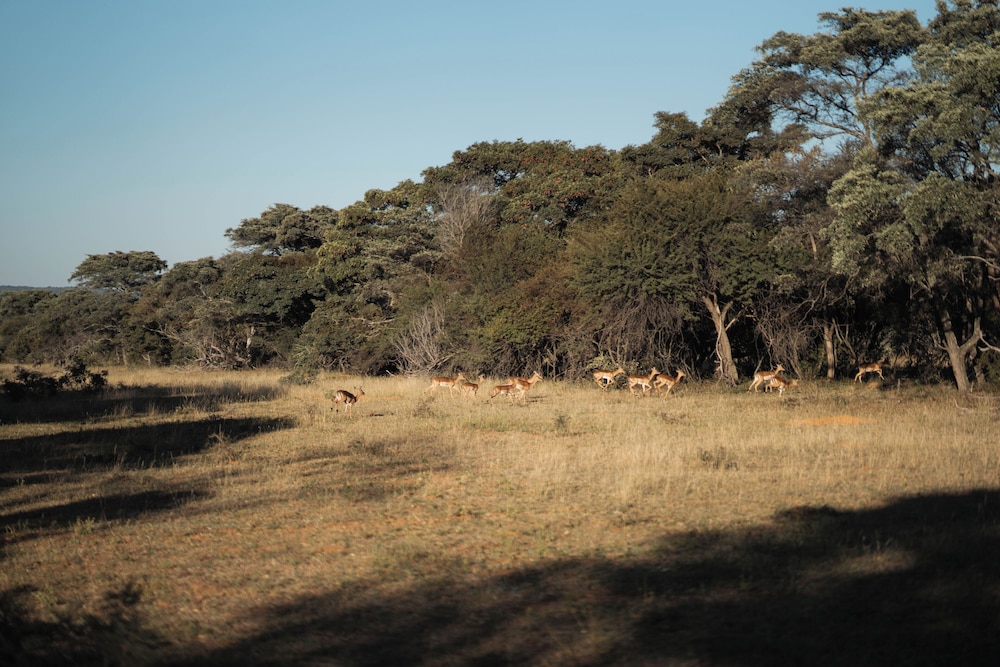 Room in Lodge - Mmakuba Game Lodge, Two Bedroom Villa 3