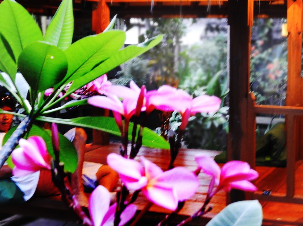 Toro Toro Bungalow