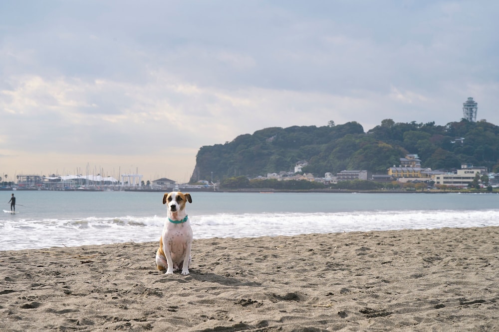 R.KAMAKURA