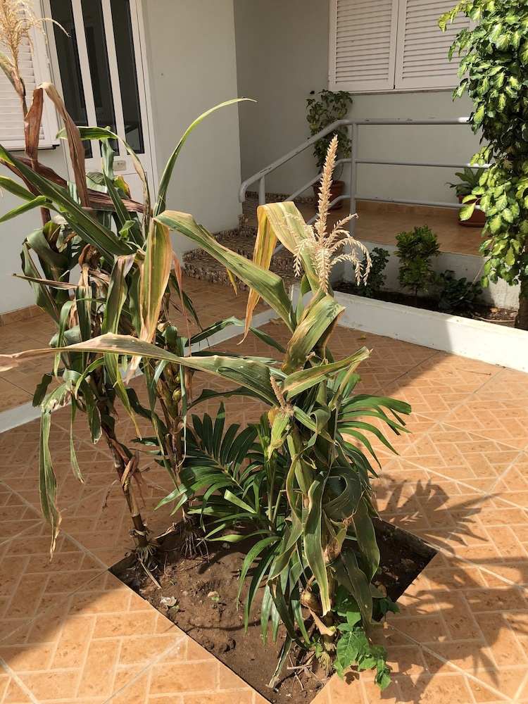 Guest House Terezinha