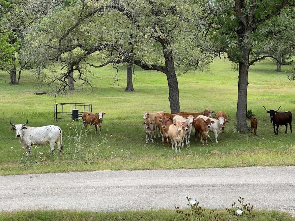 Spacious 90-acre Ranch Ideal for Families Reunions Events Sleeps 13 San Marcos River Access