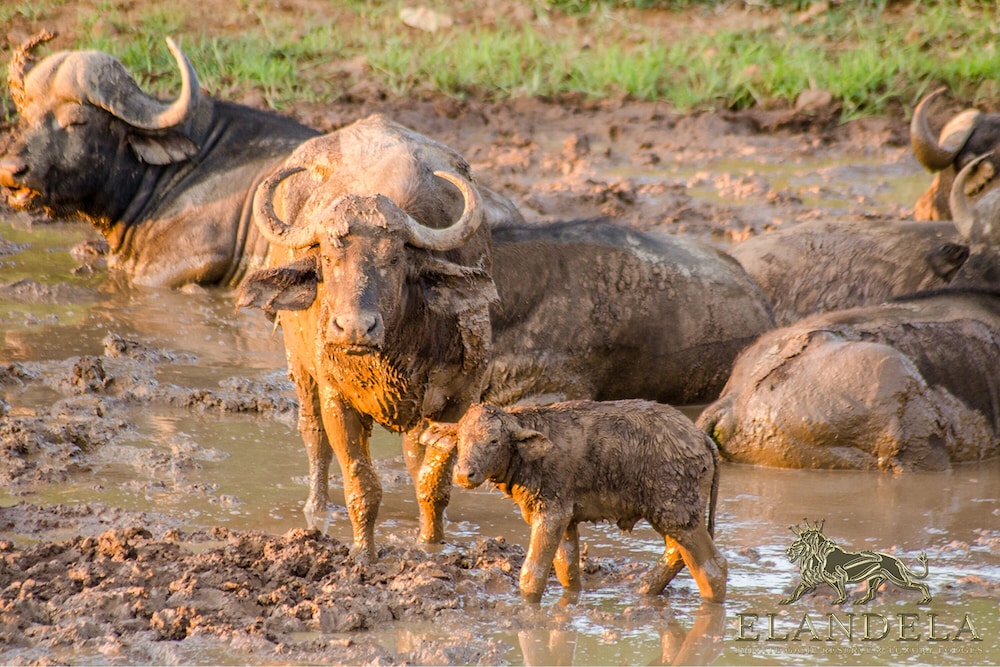 Elandela Private Game Reserve & Luxury Lodge