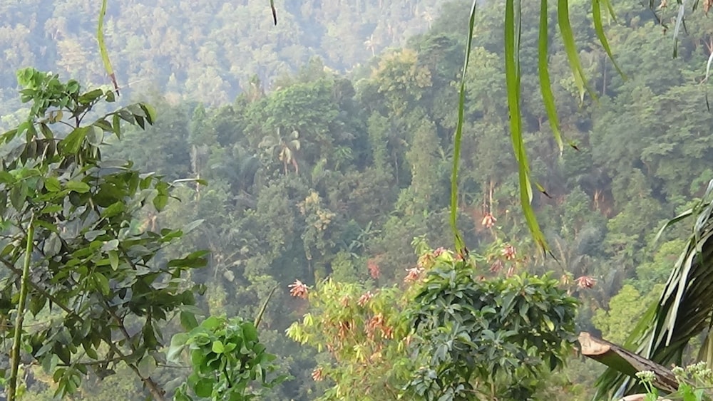 Lotus Guesthouse Sudaji