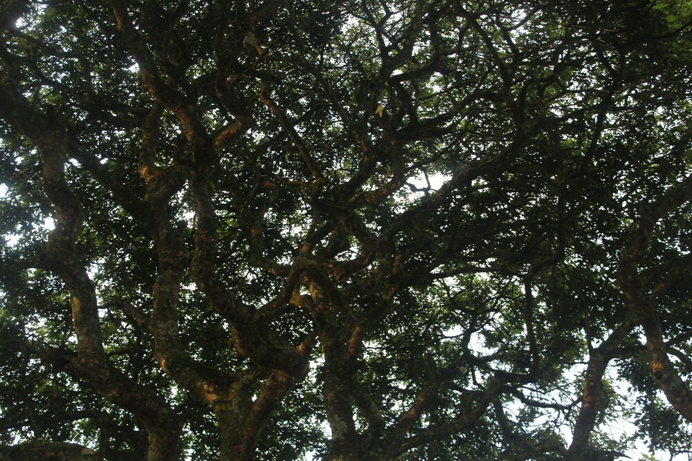 Rancho Ventura