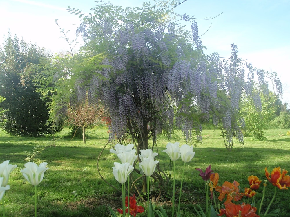 Domaine Mongiron