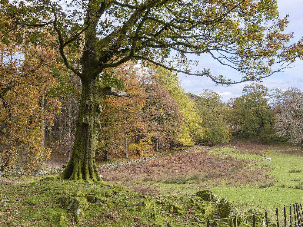 Beech - Woodland Cottages