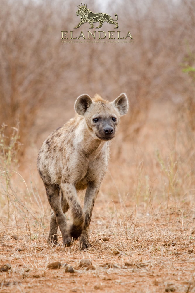 Elandela Private Game Reserve & Luxury Lodge