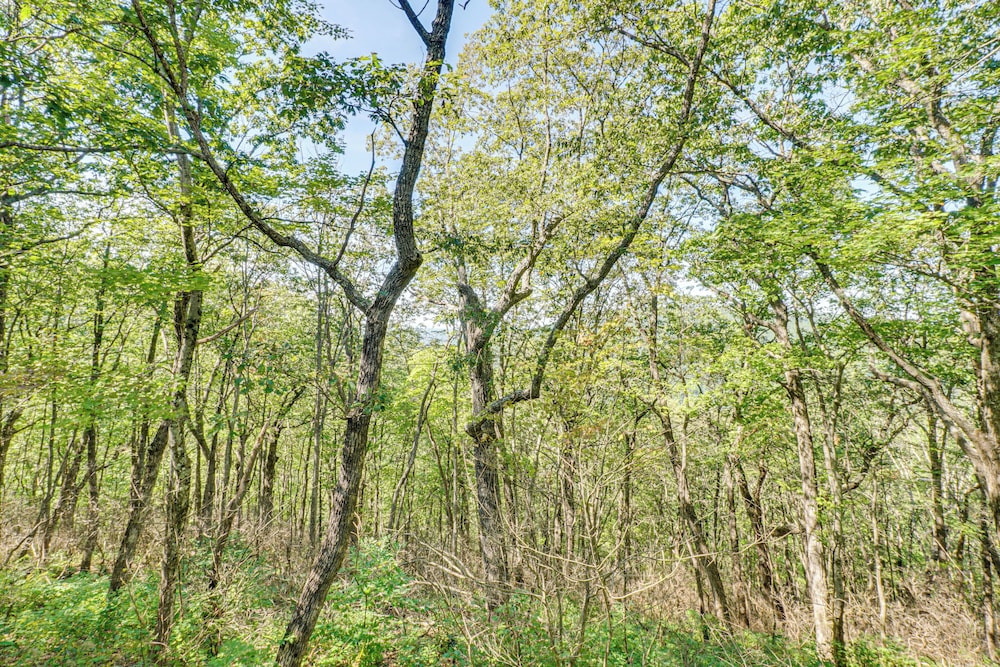 Hike, Fish & Golf: Condo 5 Mi to Ozone Falls!