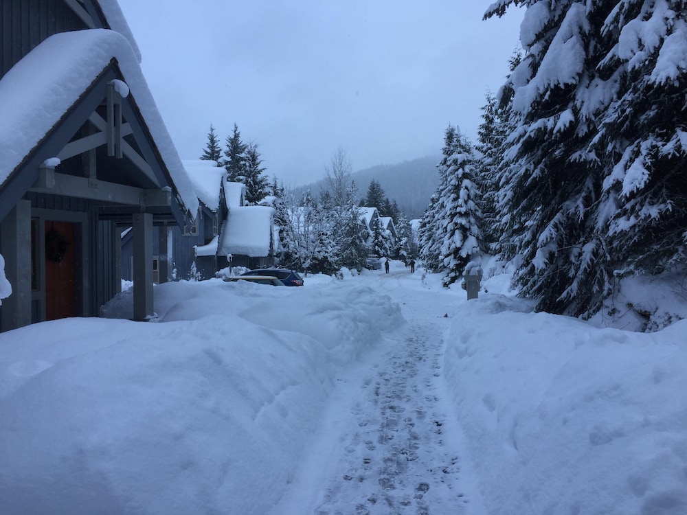 23 Treeline - Image 1