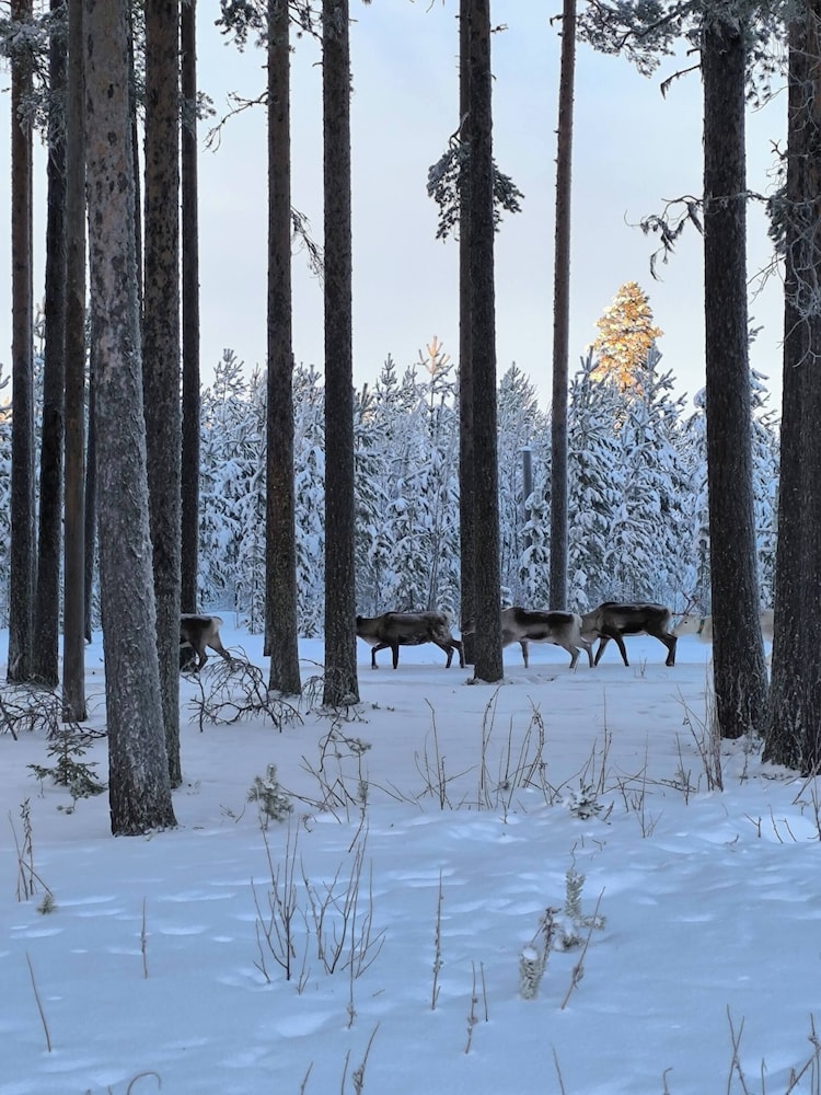 Lapland Pure Nature and More!