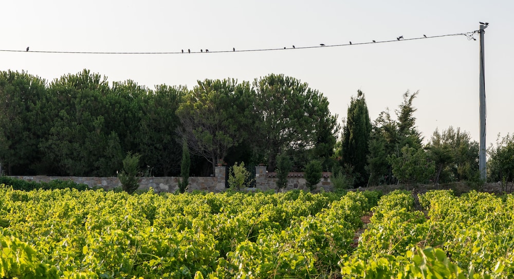 Karina Vineyard Evi - Image 16