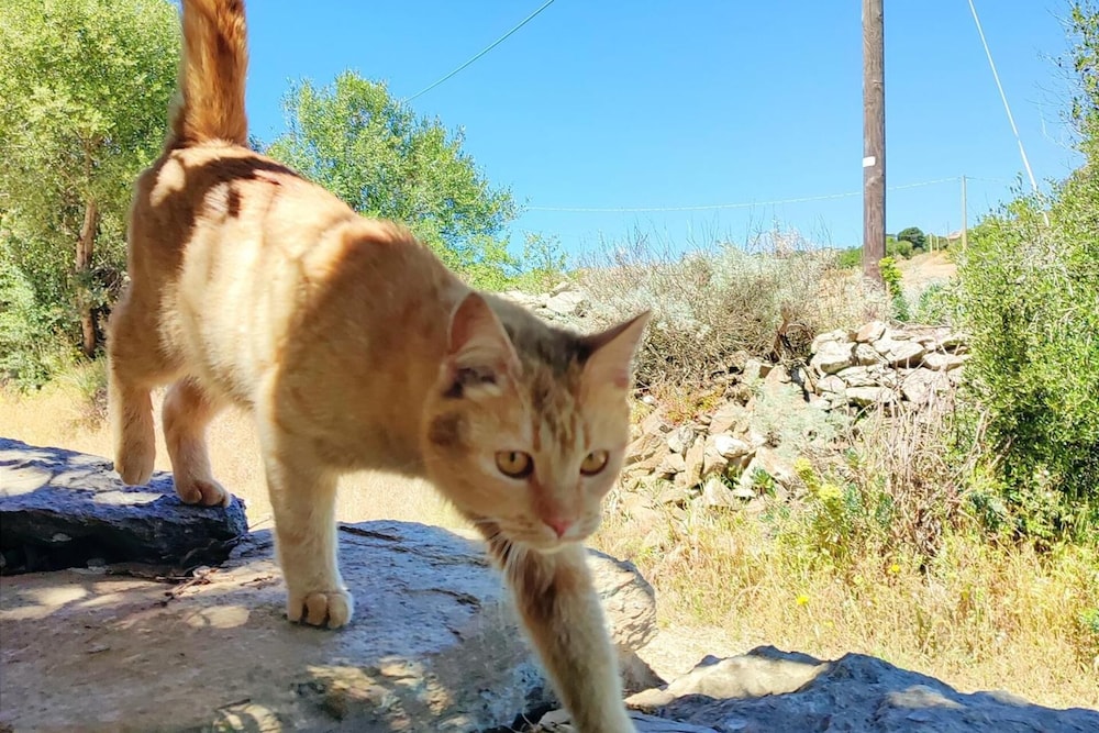 Sardinian Villa Enjoy Stintino With Your Pets !