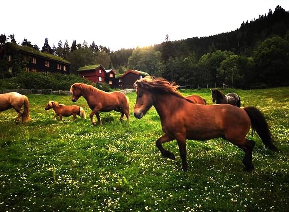 Cozy Cabin Retreat in Scenic Valley, E6 South of Trondheim