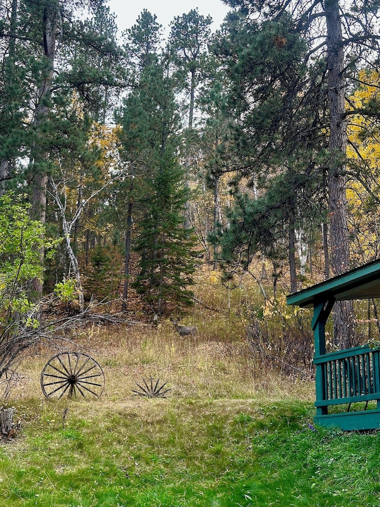Ponderosa Pines