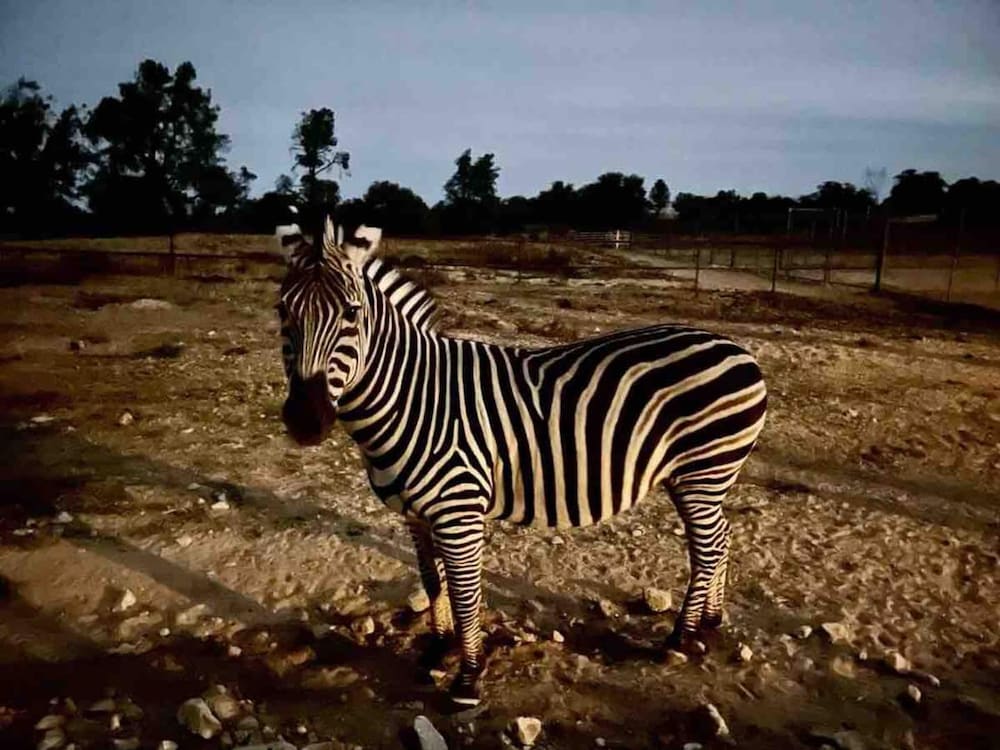 Zebra Refuge Cottage-wild Unique Prescott Stay