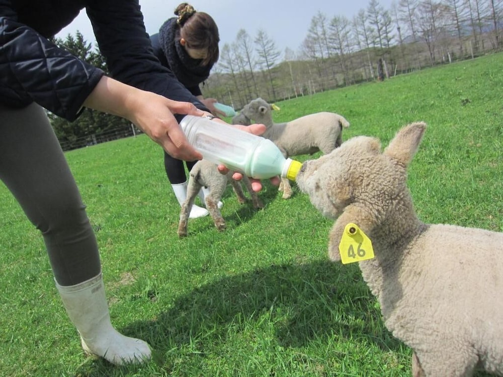 Yorkshire Farm