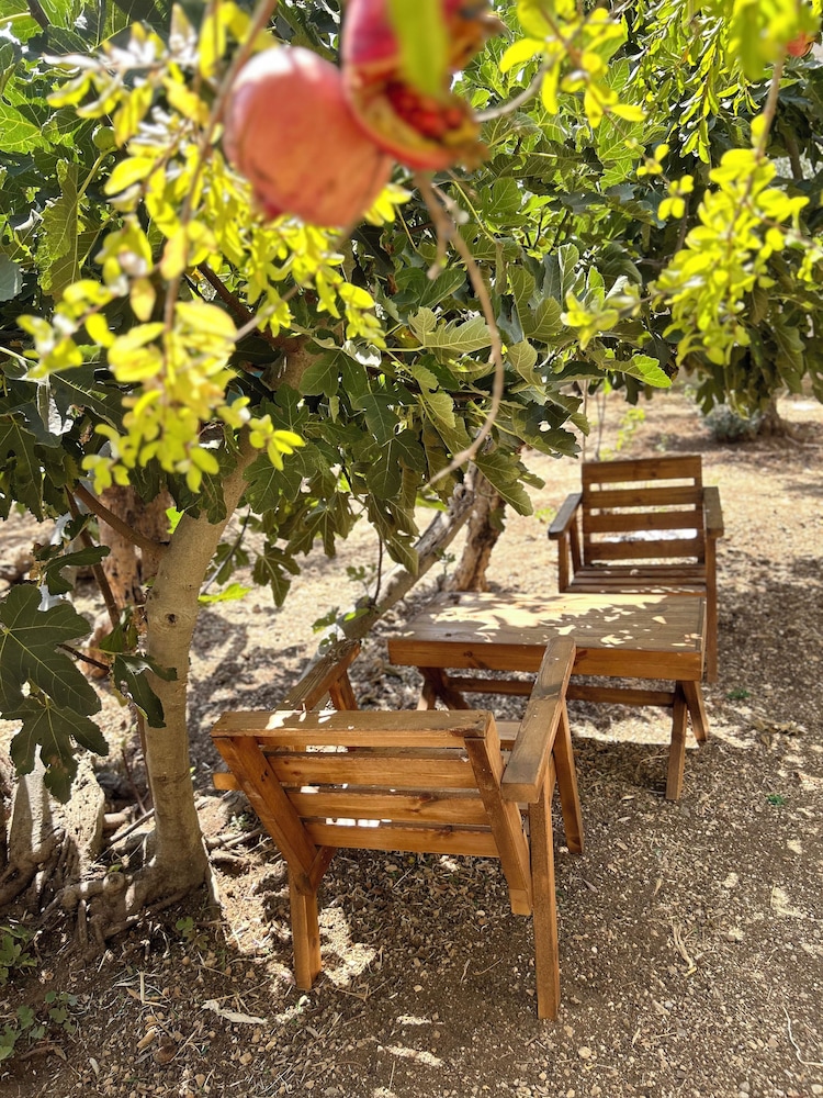 OliveTreeHostel, photo 36