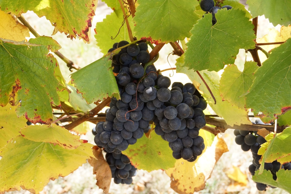 Gisborne Peak Winery Cottages
