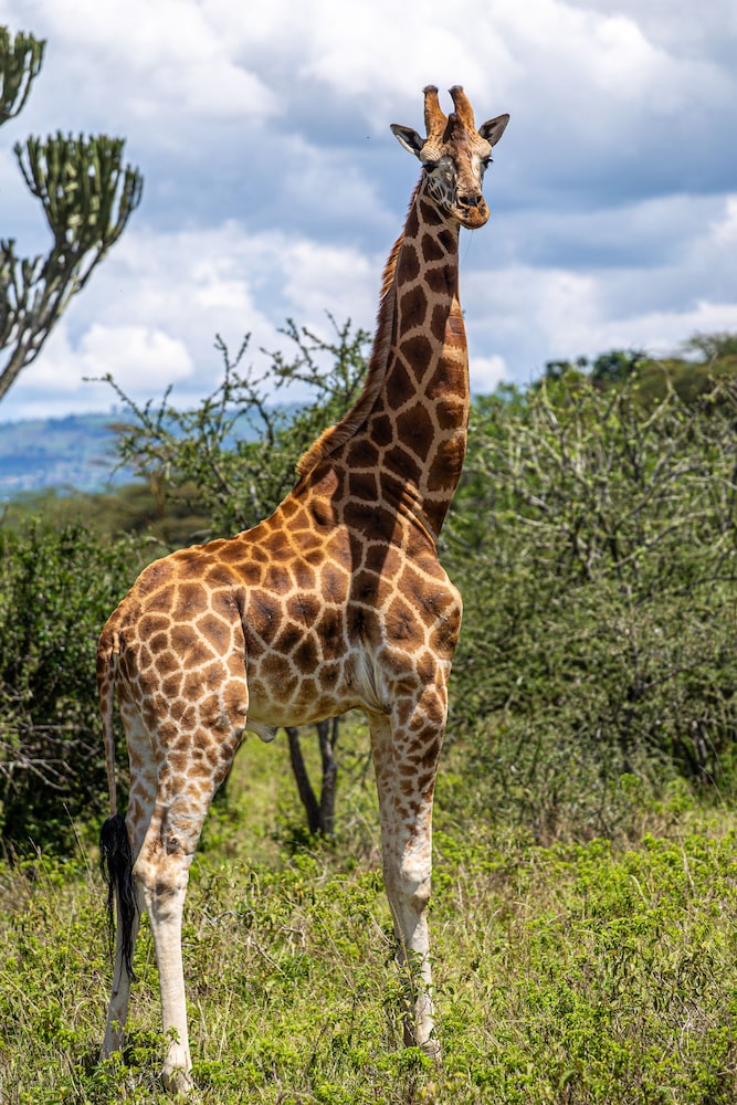 Mbweha Camp Lake Nakuru