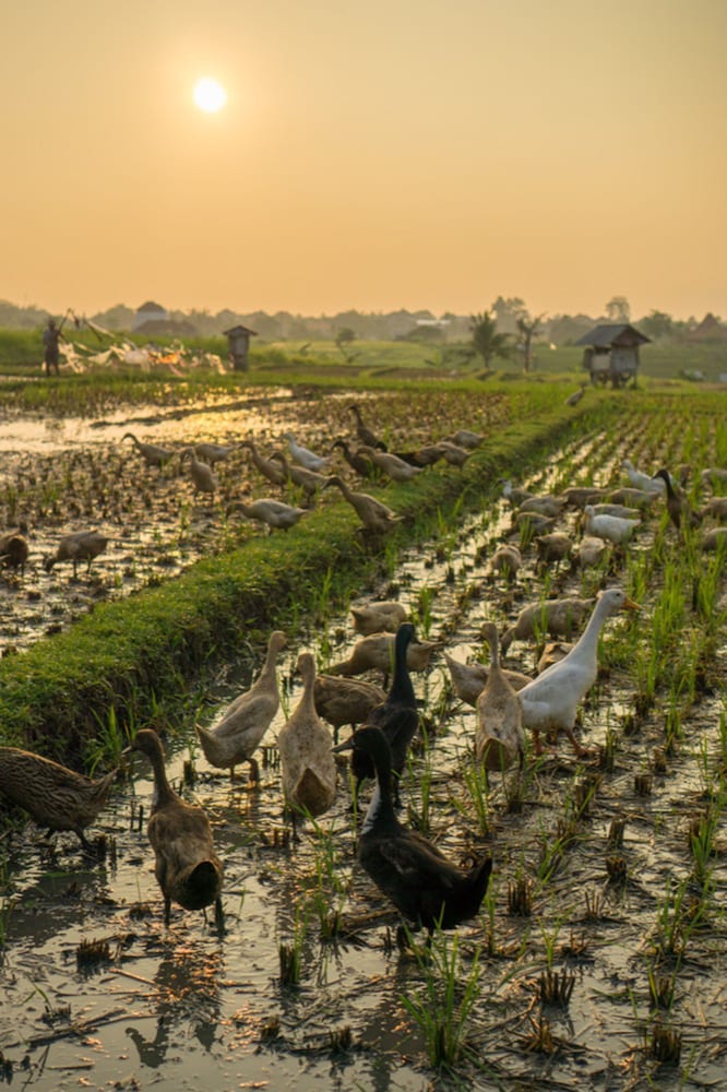 Sotis Villa Canggu