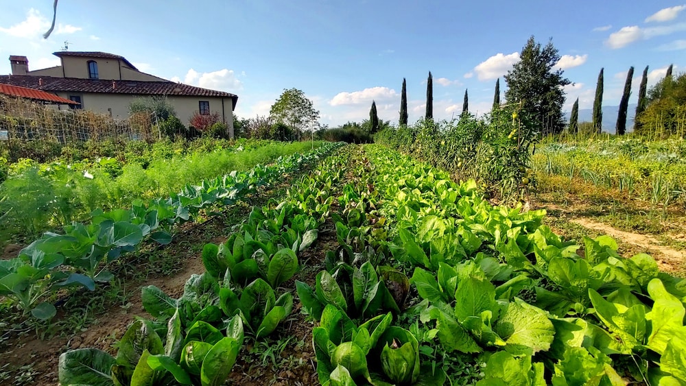 Il Pino Bioagricoltura