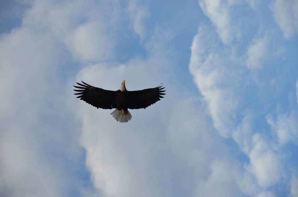 Where Eagles Fly Bed & Breakfast