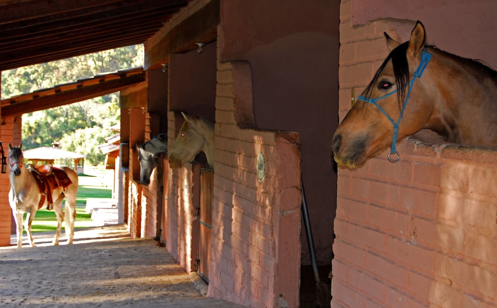 Sierra Lago Resort  Spa - All inclusive - Property Image 171