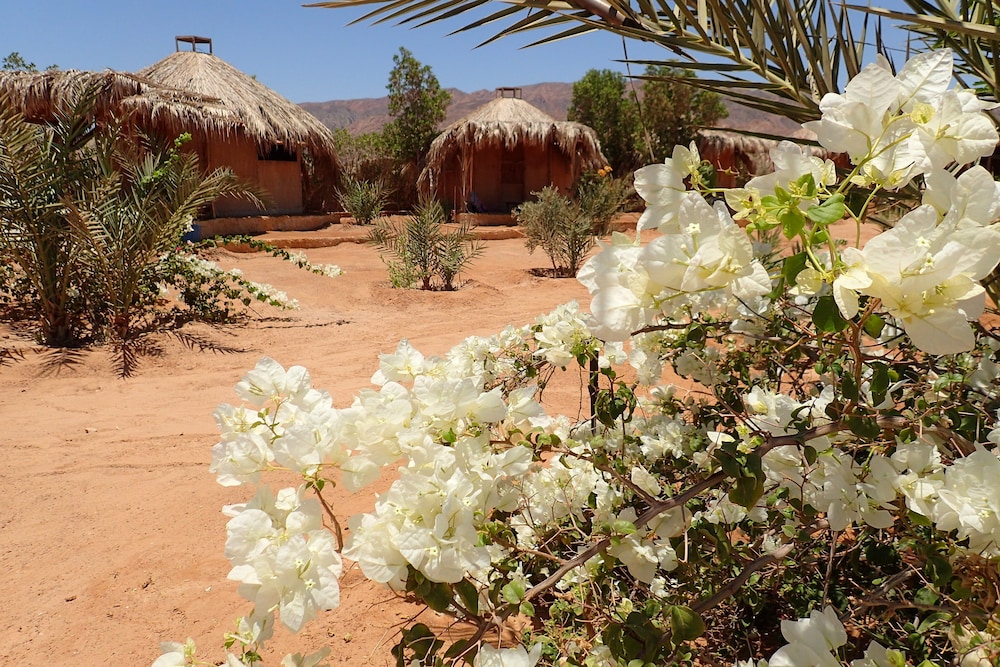 Bedouin Star