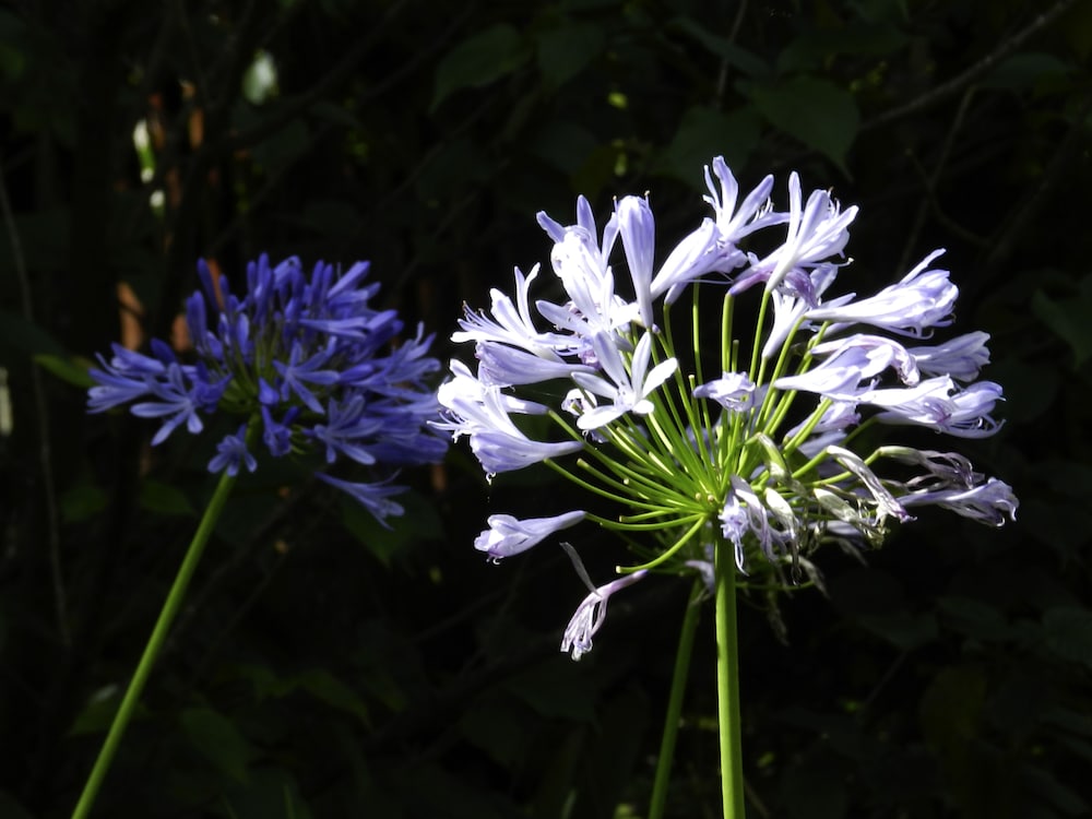 Recanto das Araucarias