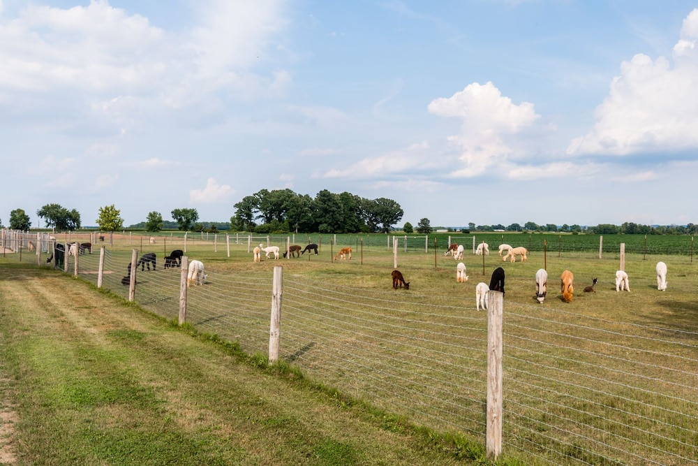 Sabamba Alpaca Ranch