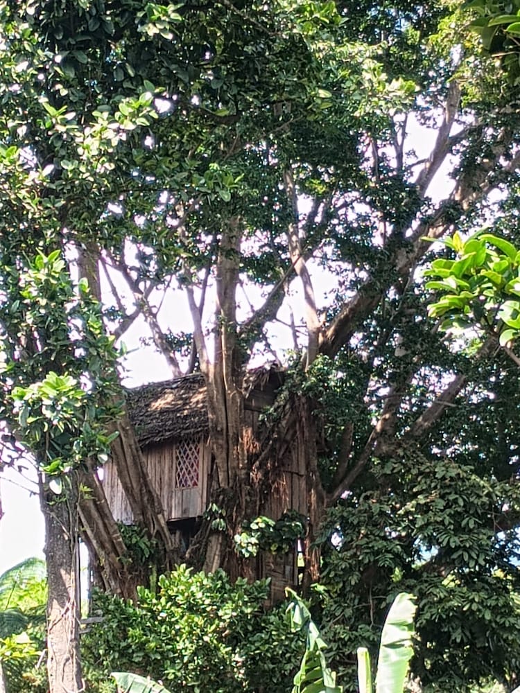 Glowing view tree house and Bangalow