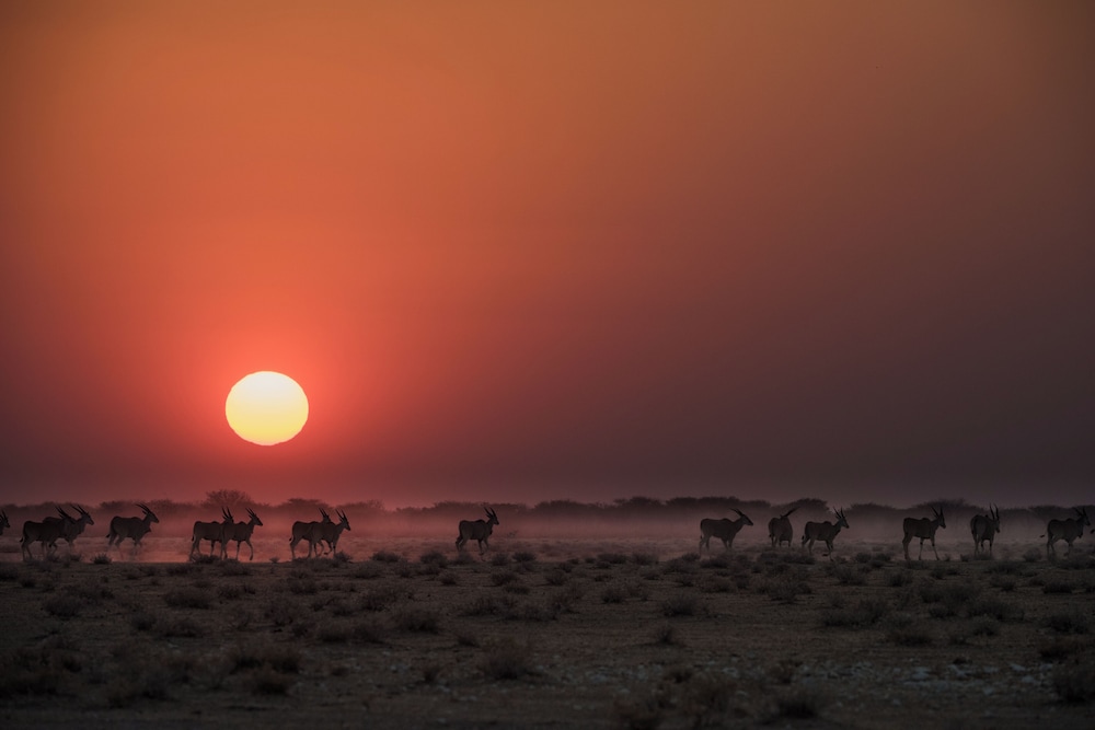 Safarihoek