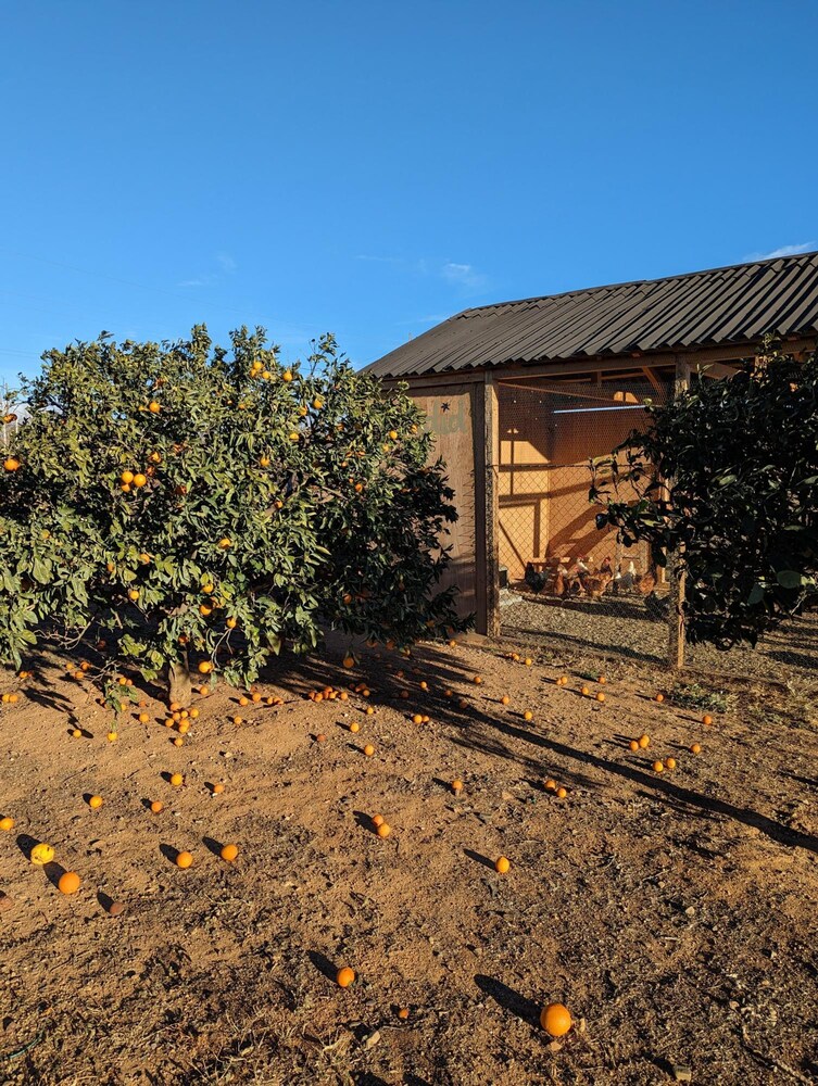 Casa Hostalets - In the Middle of the Olive Trees
