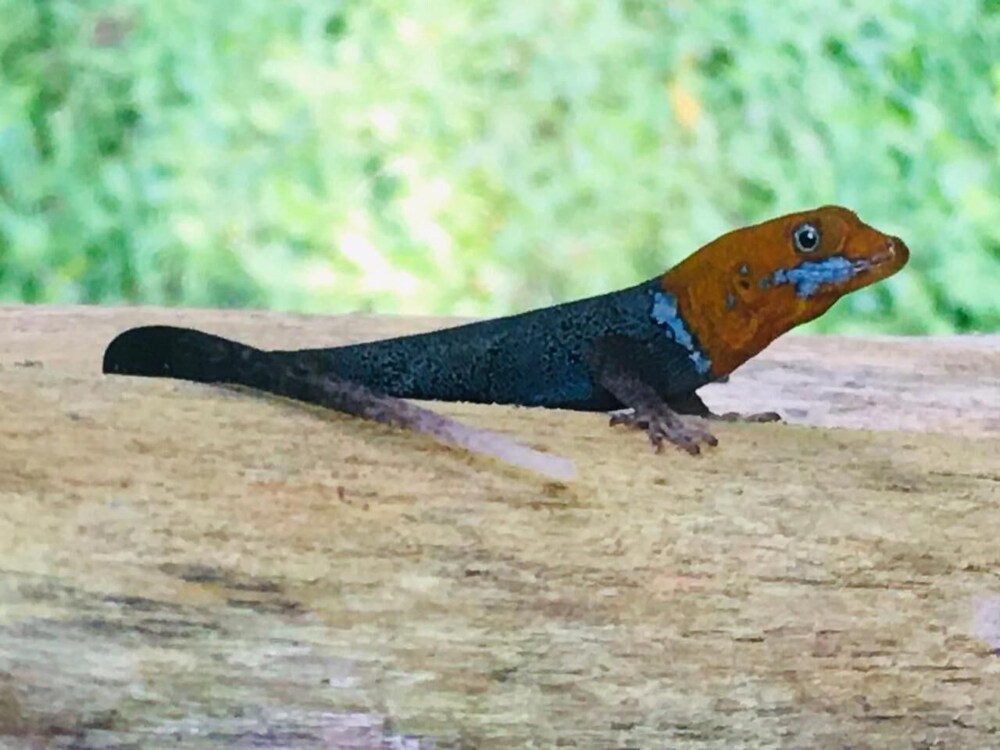 Guacimo Lodge