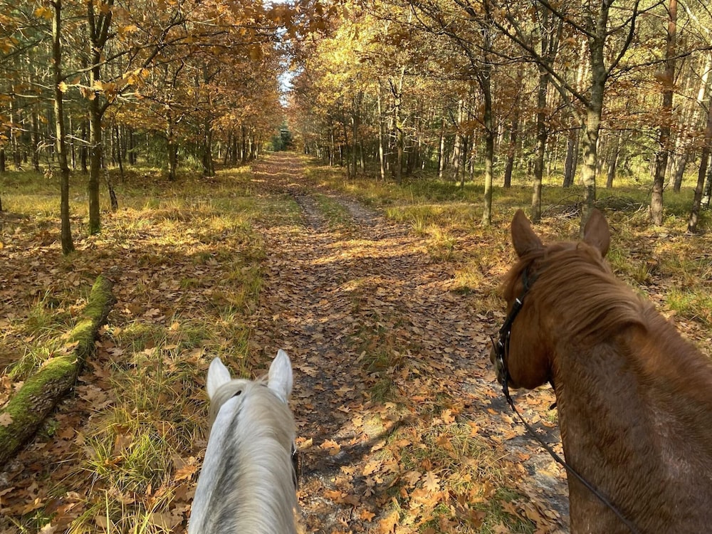 Cozy Holiday Home on a Horse Farm in the Luneburg Heath - Property Image 30