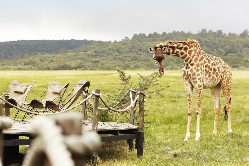 Hatari Lodge
