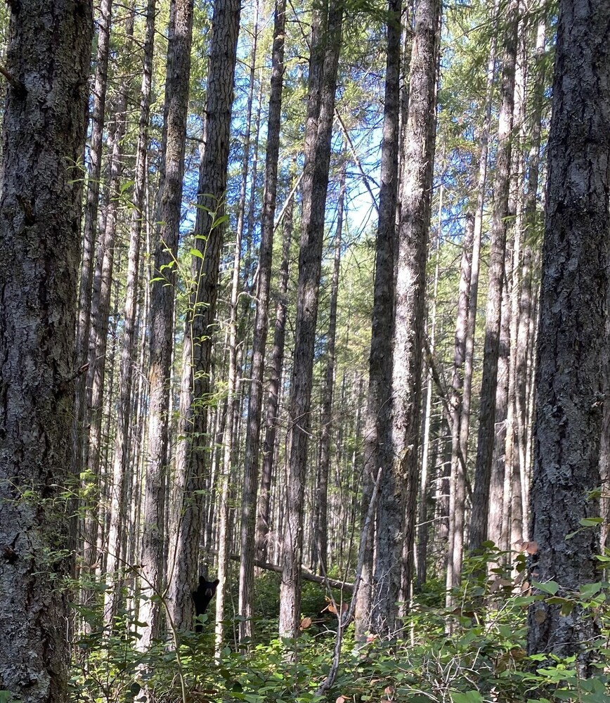 Heartwood Retreats