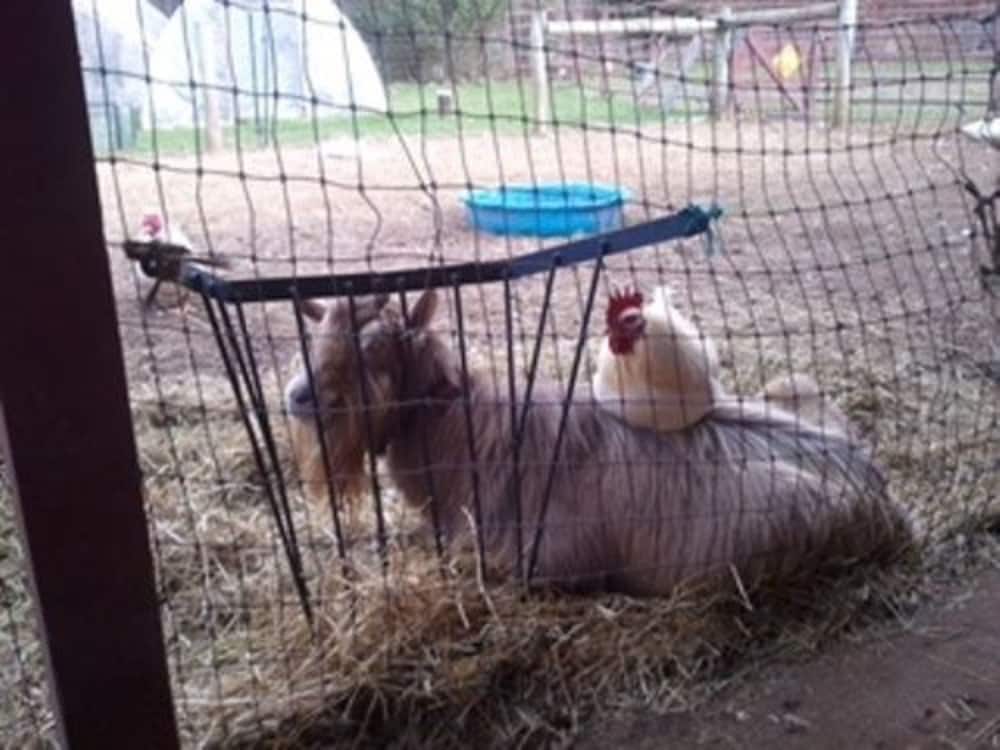 Flint Hill Farm AG