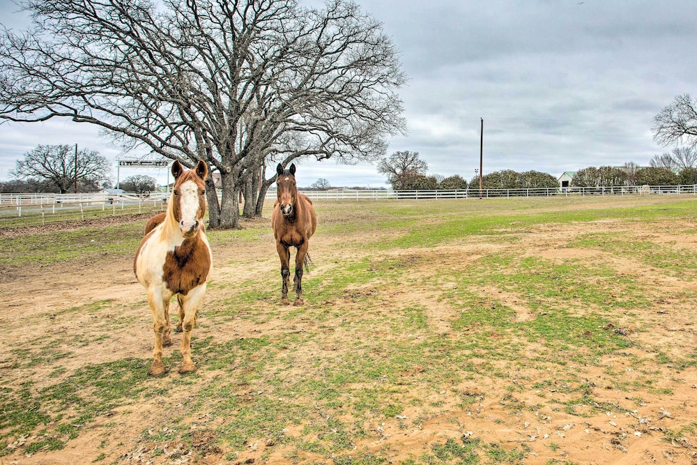 Dog-friendly Texas Ranch w/ Patio, Horses On-site view 4