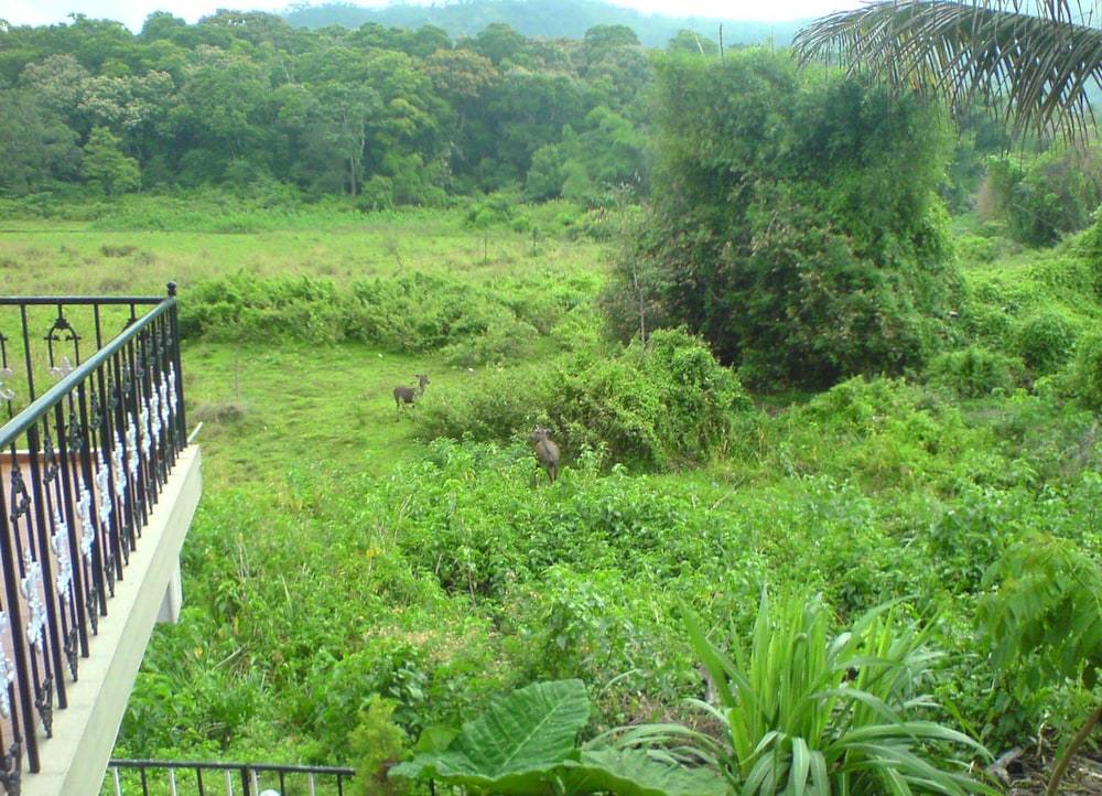 Jungle Palace Homestay
