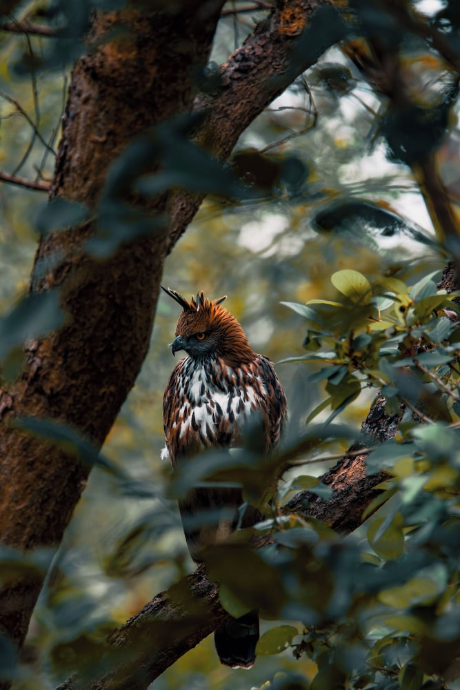 The Forest Chapter By Sayaji Madhai