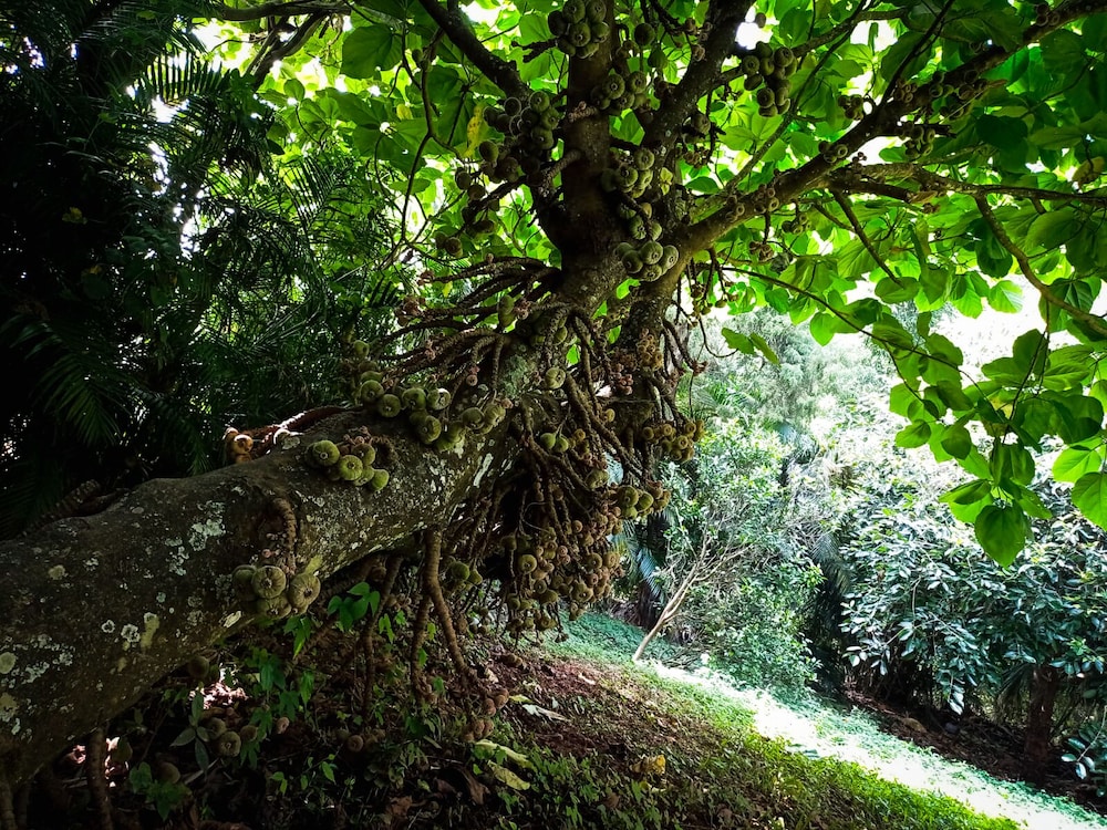 Niraamaya Private Home Stay Chikmagalur